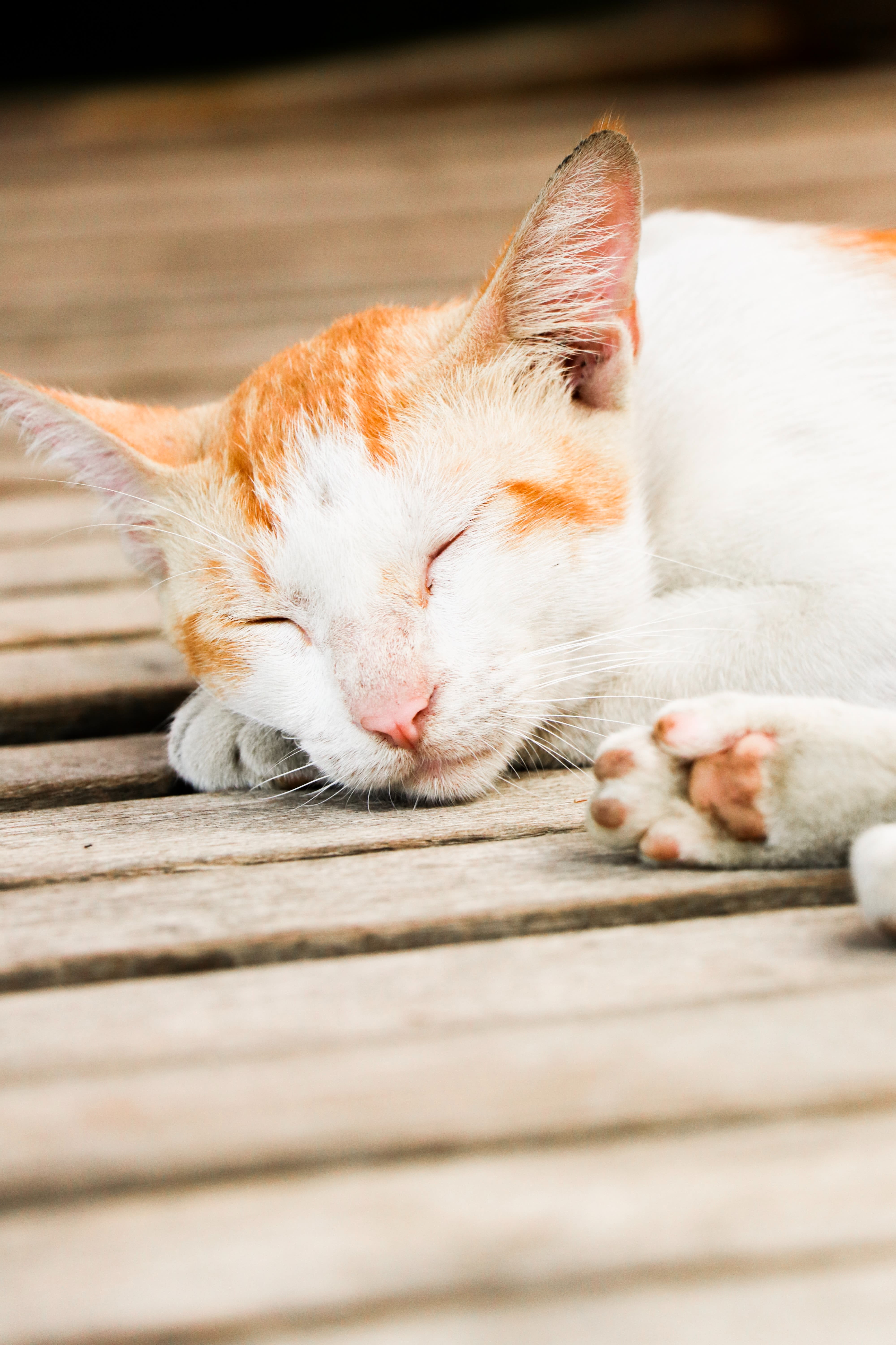 orange and white tabby cat lying on wooden floor